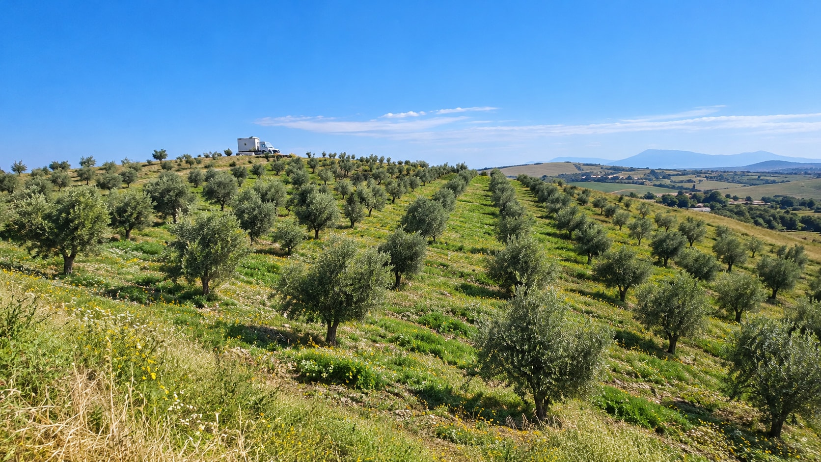 Rows of olive trees across a green hillside under a blue sky